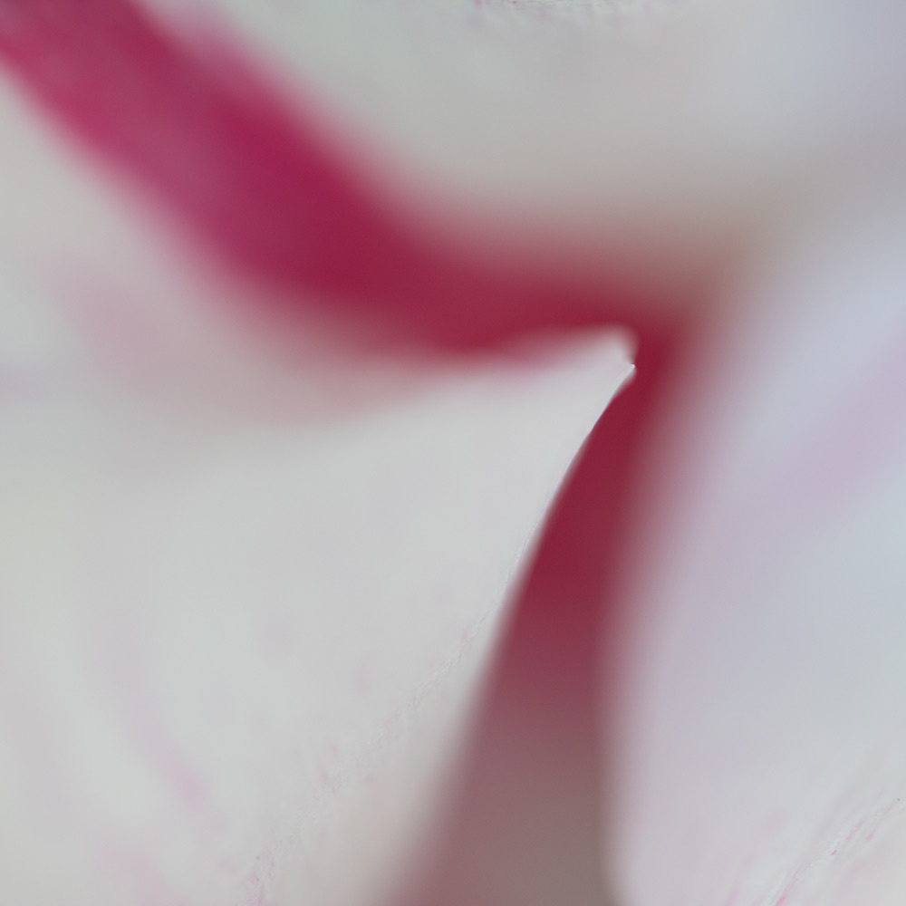 Close-Up | Yvonne Oswald Fotografie